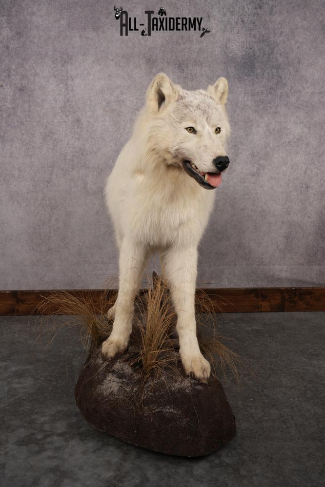 White Arctic Wolf SKU 2987 - Image 7