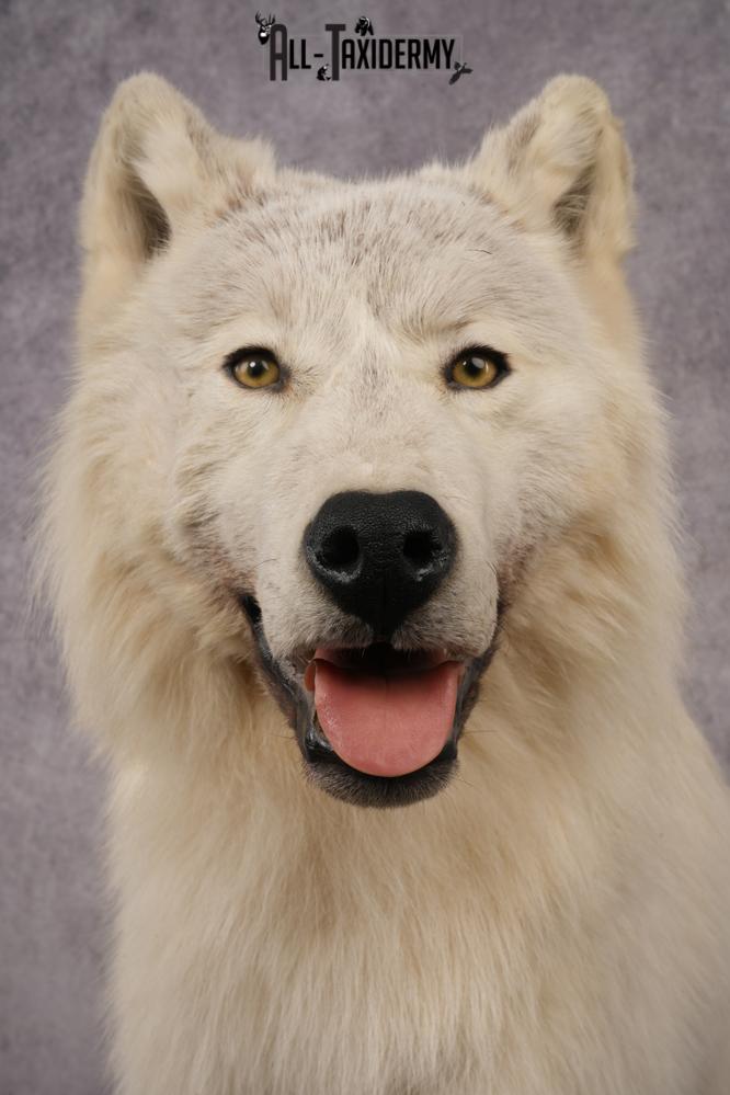 White Arctic Wolf SKU 2987 - Image 6