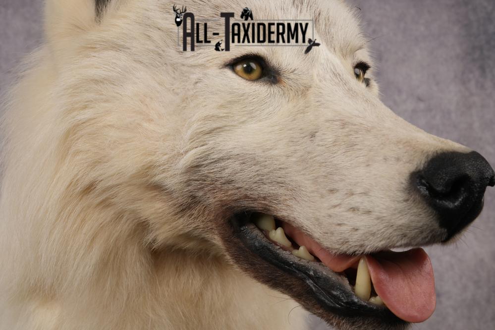 White Arctic Wolf SKU 2987 - Image 5