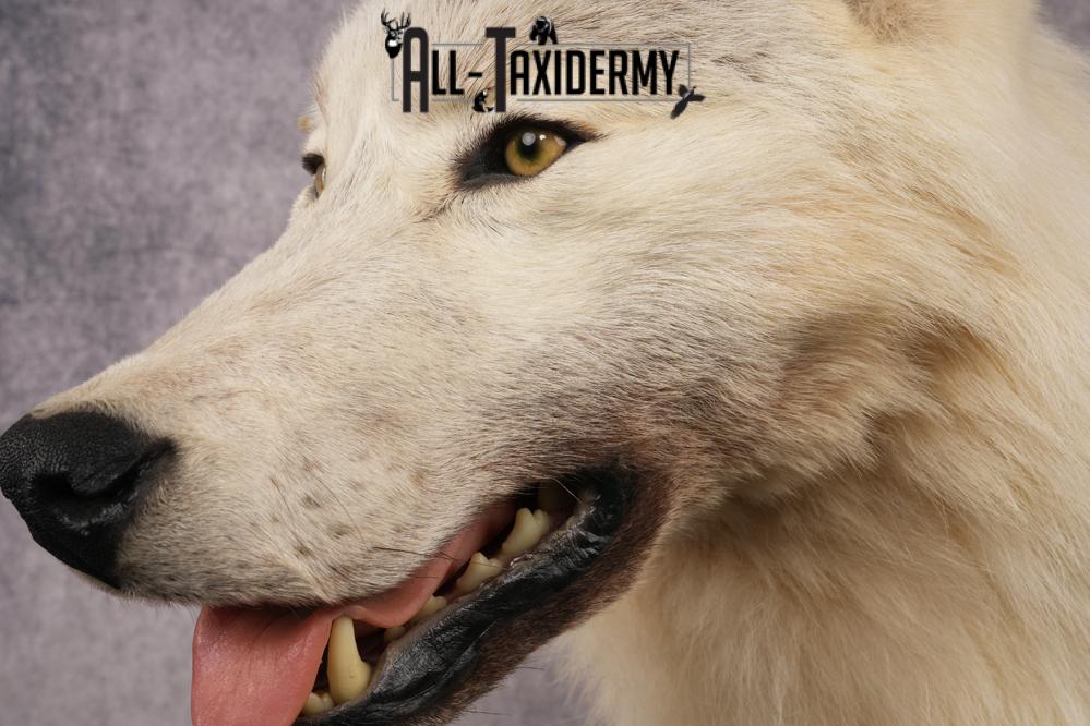 White Arctic Wolf SKU 2987 - Image 4