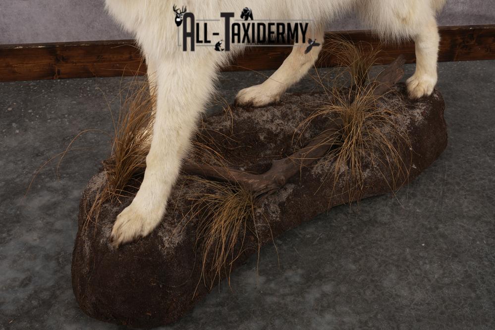 White Arctic Wolf SKU 2987 - Image 3