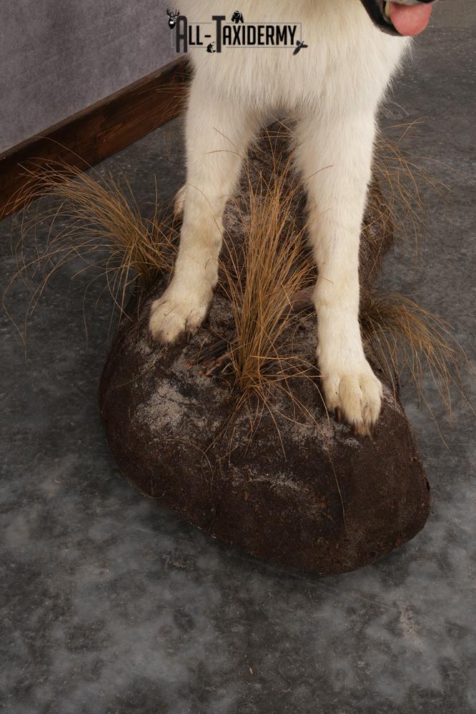 White Arctic Wolf SKU 2987 - Image 2