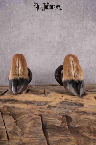 Whitetail Deer Feet taxidermy for sale SKU 1609