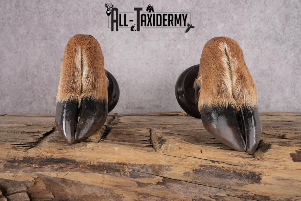 Whitetail Deer Feet taxidermy for sale SKU 1609 - Image 6