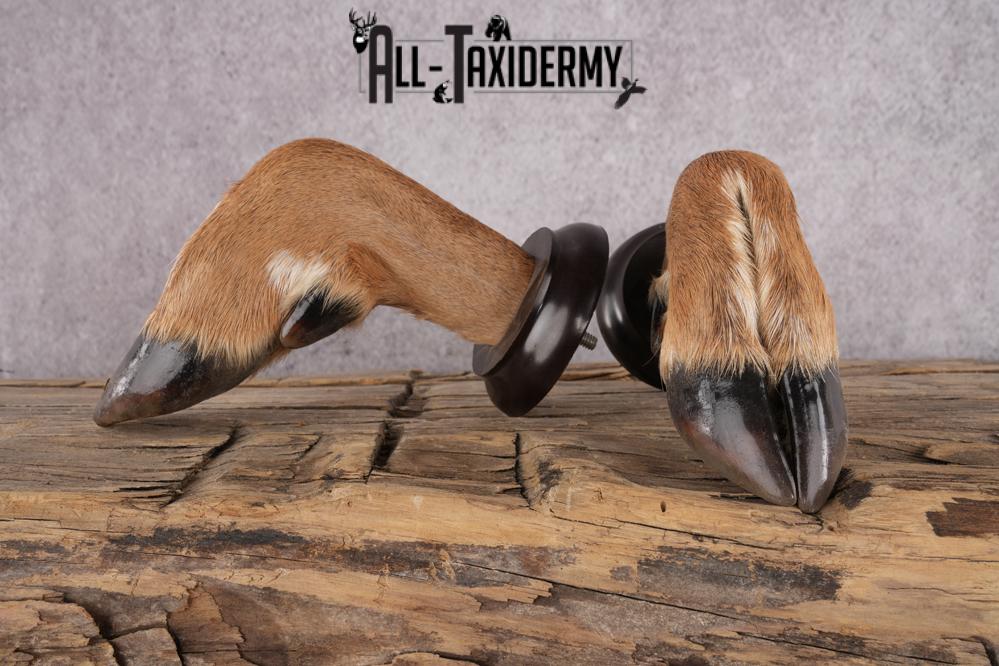 Whitetail Deer Feet taxidermy for sale SKU 1609 - Image 5