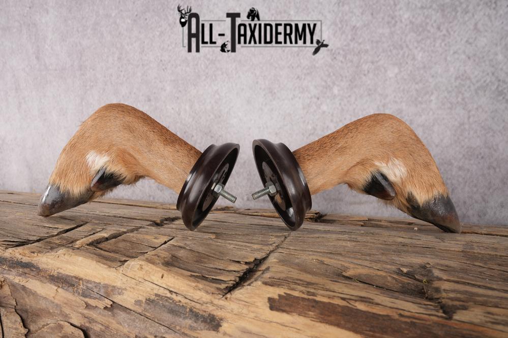 Whitetail Deer Feet taxidermy for sale SKU 1609 - Image 4