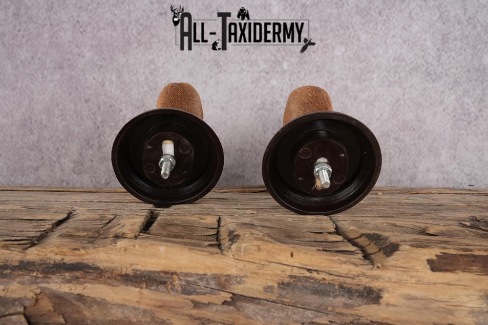 Whitetail Deer Feet taxidermy for sale SKU 1609 - Image 3