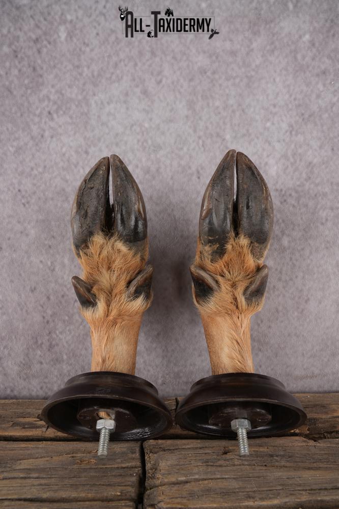 Whitetail Deer Feet taxidermy for sale SKU 1609 - Image 2