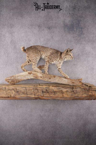Full Body Bobcat Taxidermy Mount SKU 2979