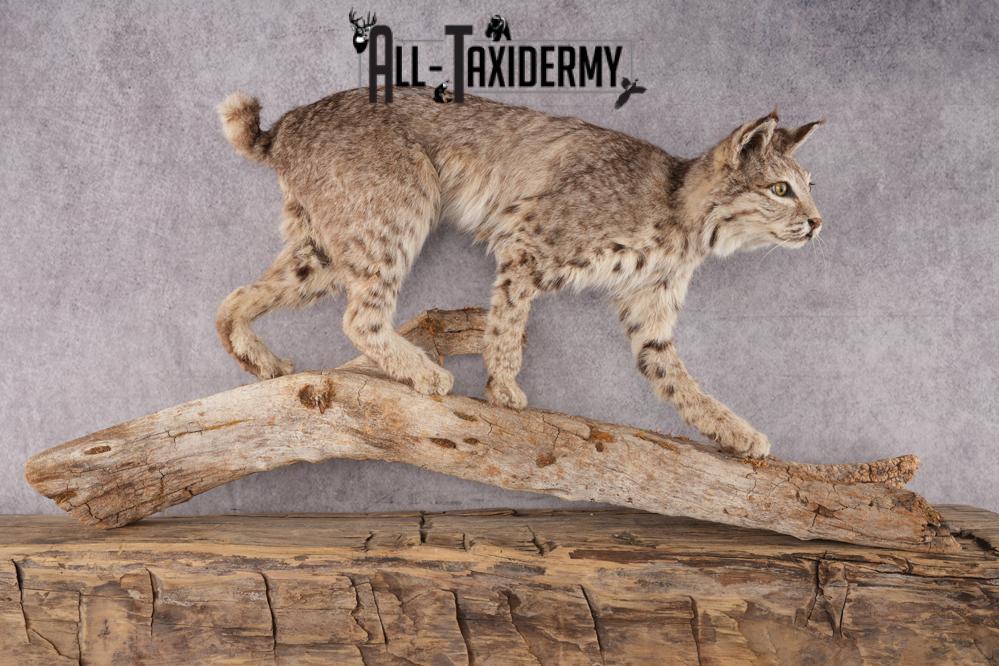 Full Body Bobcat Taxidermy Mount SKU 2979 - Image 8