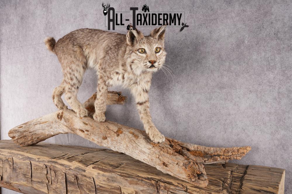Full Body Bobcat Taxidermy Mount SKU 2979 - Image 7