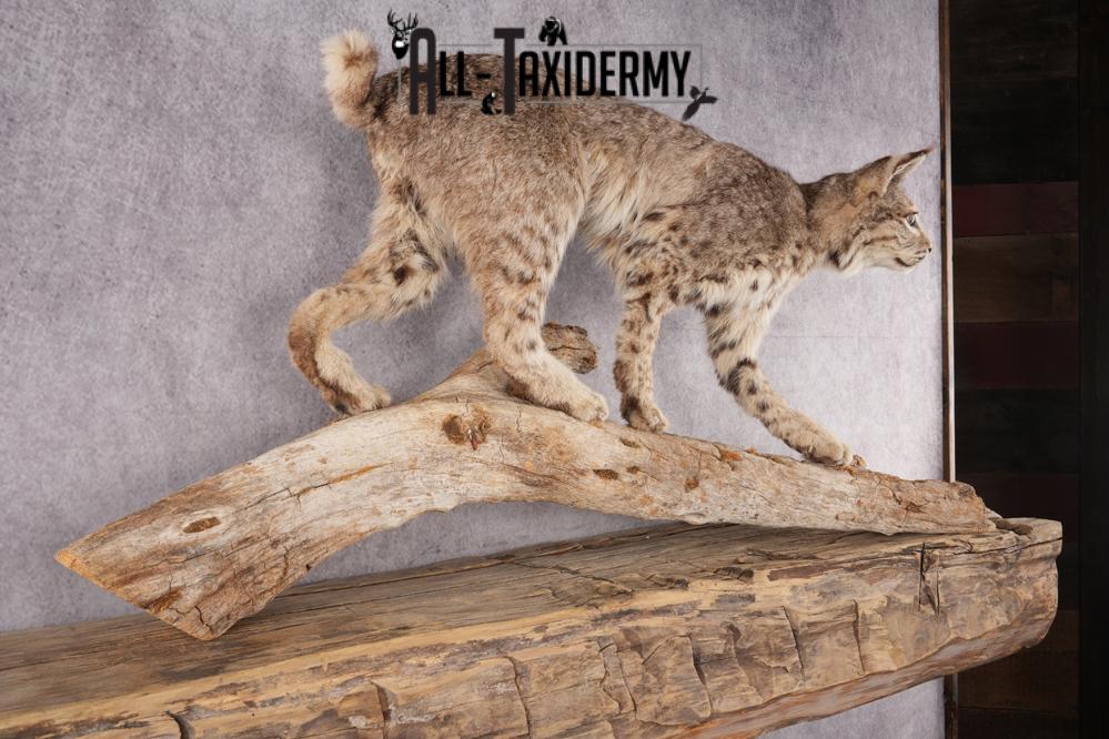 Full Body Bobcat Taxidermy Mount SKU 2979 - Image 6
