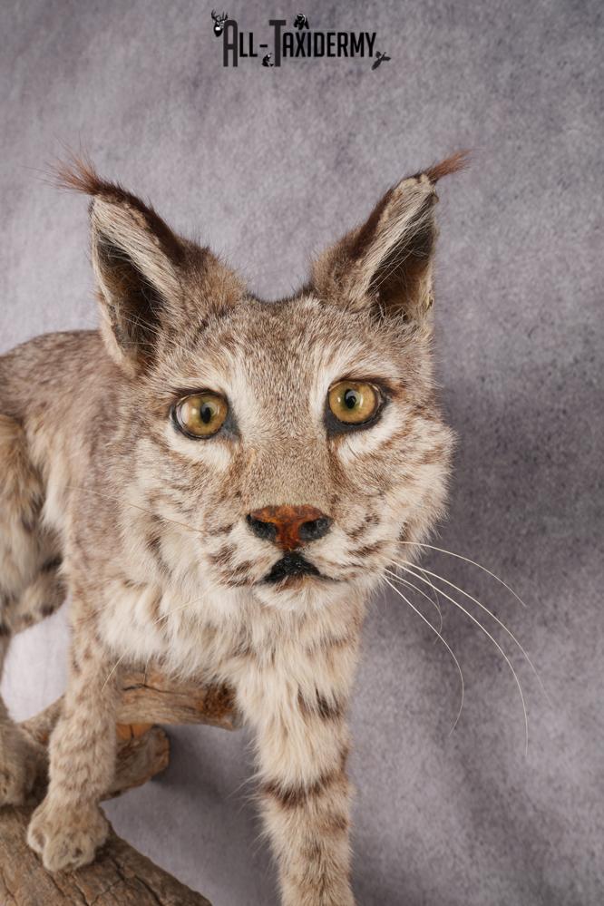 Full Body Bobcat Taxidermy Mount SKU 2979 - Image 5