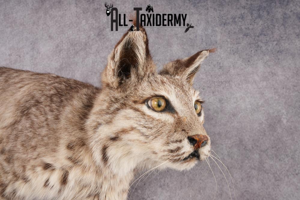 Full Body Bobcat Taxidermy Mount SKU 2979 - Image 4