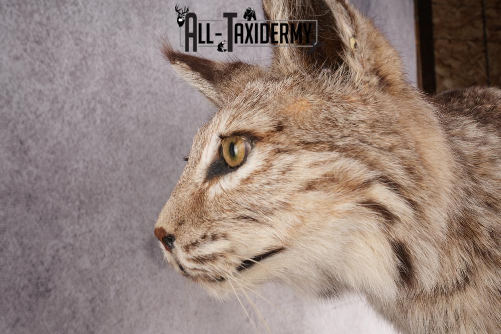 Full Body Bobcat Taxidermy Mount SKU 2979 - Image 3