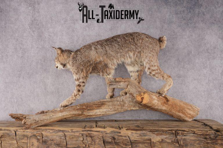 Full Body Bobcat Taxidermy Mount SKU 2979 - All Taxidermy