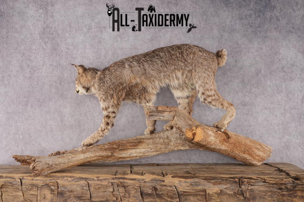 Full Body Bobcat Taxidermy Mount SKU 2979 - Image 2