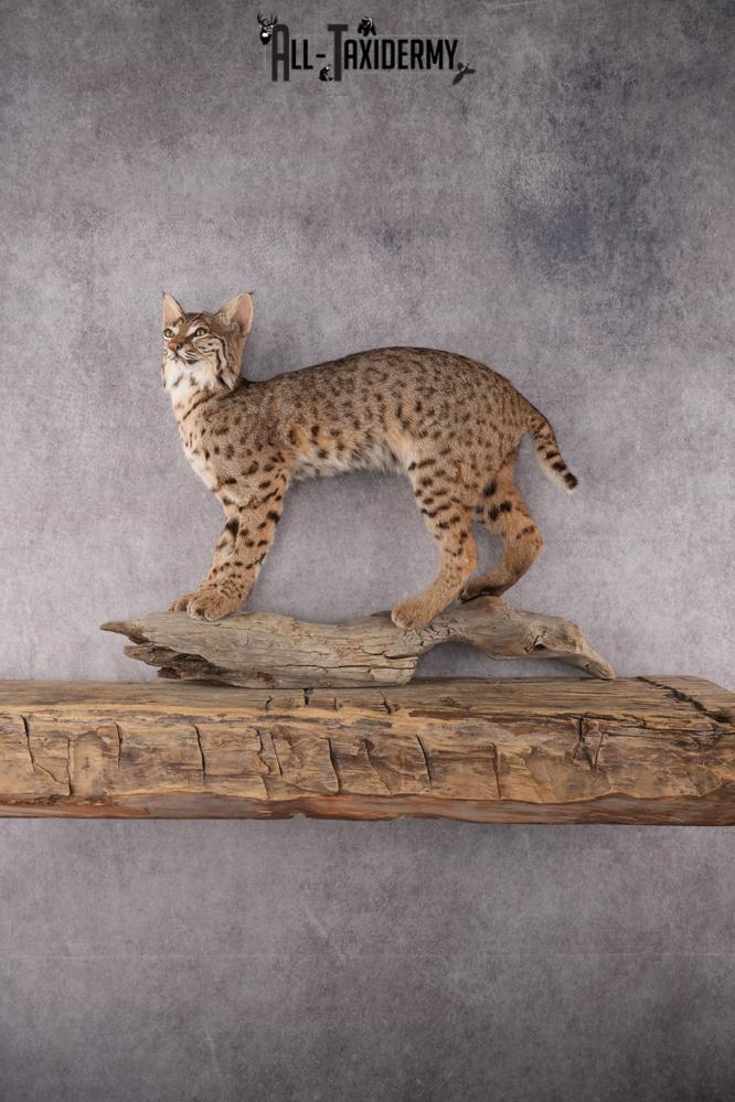 Bobcat Taxidermy SKU 2961