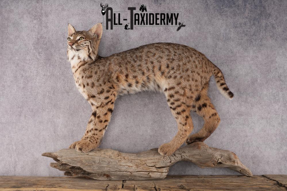Bobcat Taxidermy SKU 2961 - Image 11