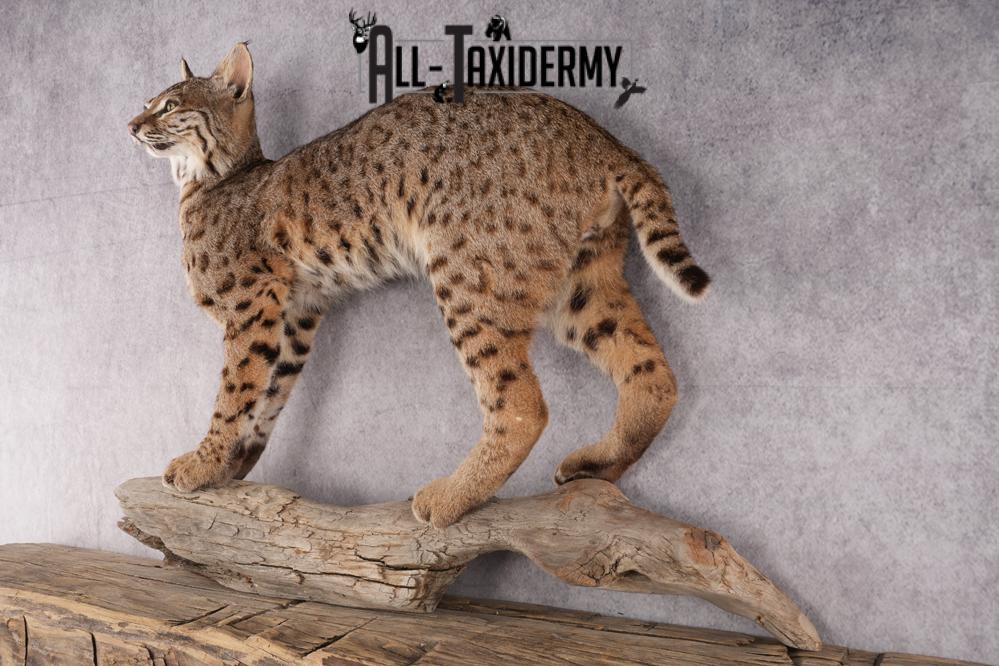 Bobcat Taxidermy SKU 2961 - Image 10