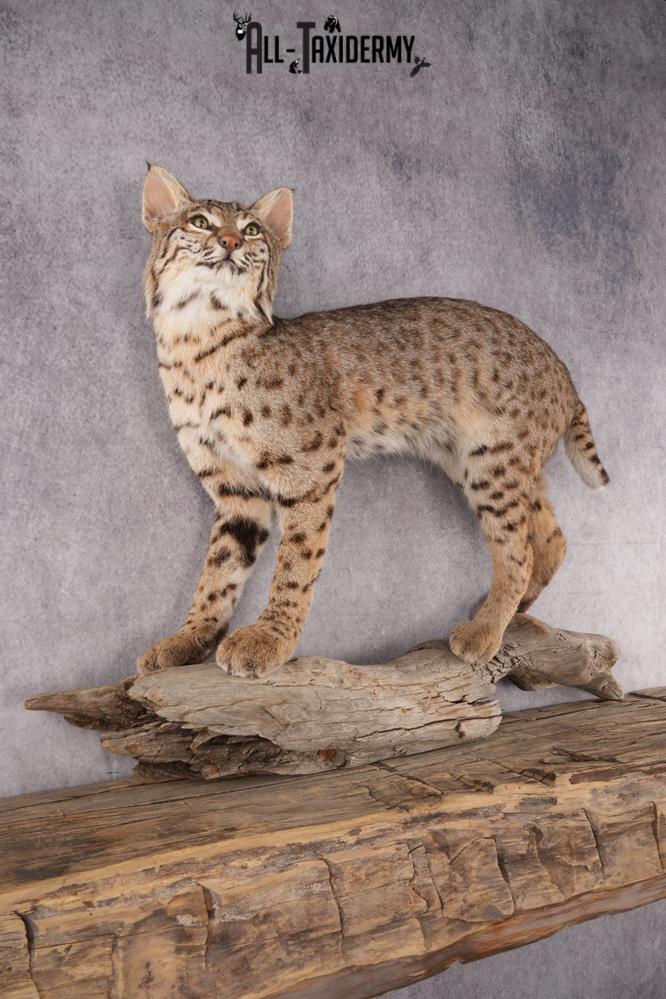 Bobcat Taxidermy Mount