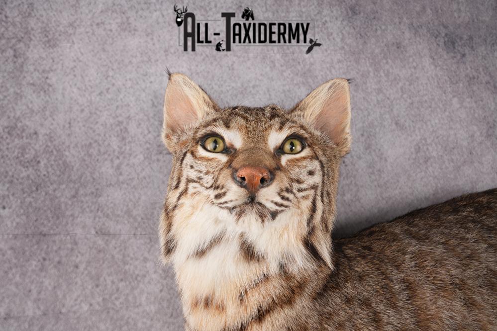 Bobcat Taxidermy SKU 2961 - Image 8