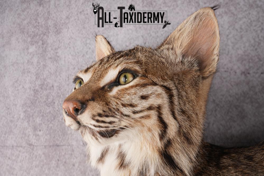 Bobcat Taxidermy SKU 2961 - Image 7