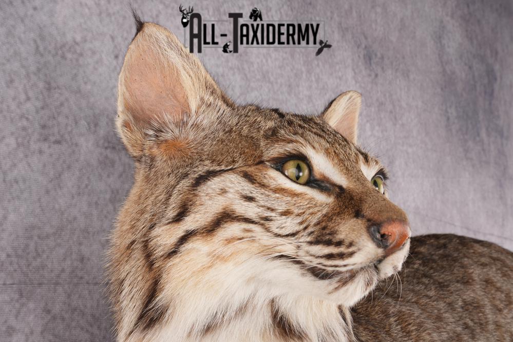 Bobcat Taxidermy SKU 2961 - Image 6