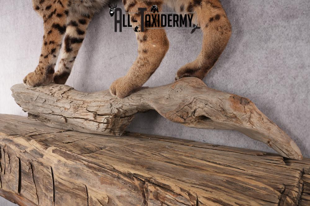 Bobcat Taxidermy SKU 2961 - Image 5