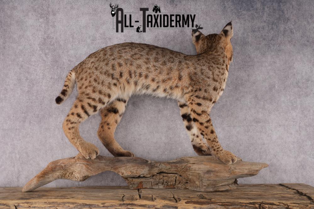 Bobcat Taxidermy SKU 2961 - Image 4