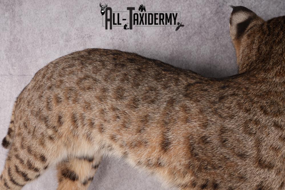 Bobcat Taxidermy SKU 2961 - Image 3