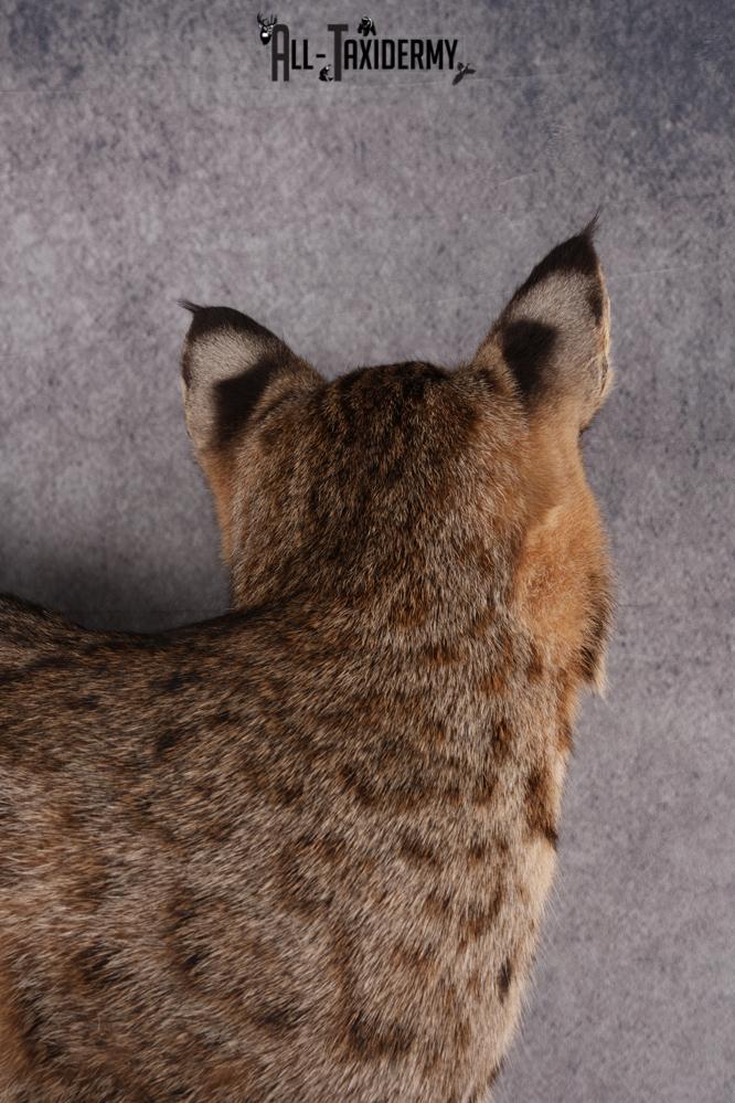 Bobcat Taxidermy SKU 2961 - Image 2