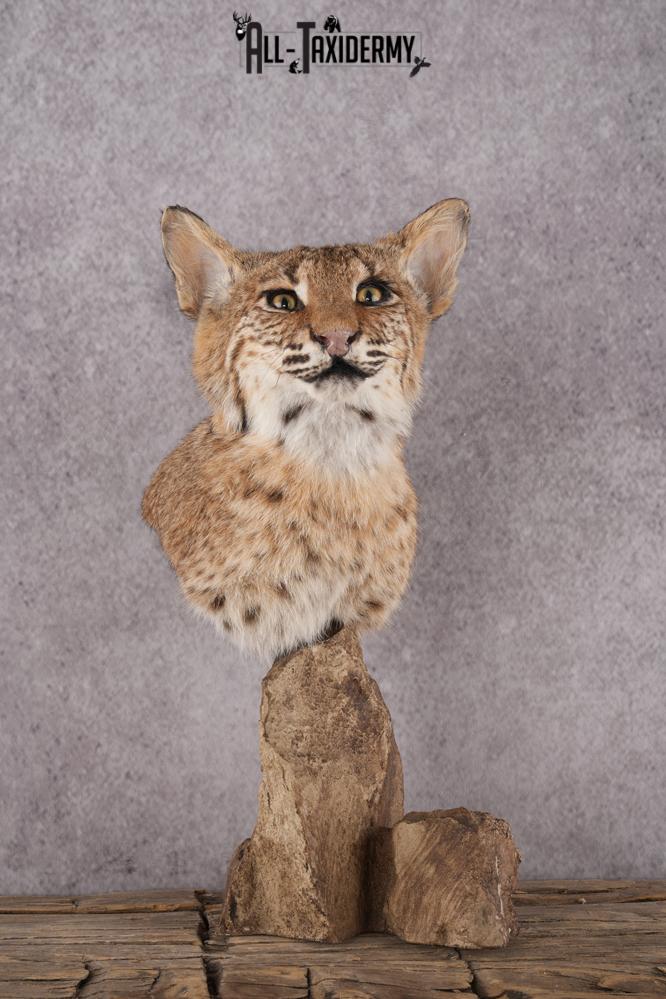 Bobcat Bust Taxidermy Mount SKU 2958