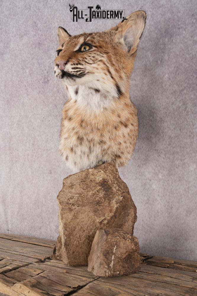Bobcat Bust Taxidermy Mount SKU 2958 - Image 7