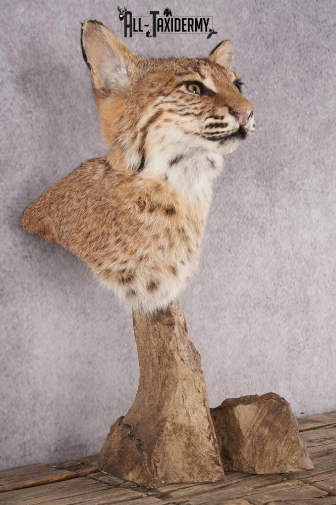 Bobcat Bust Taxidermy Mount SKU 2958 - Image 6