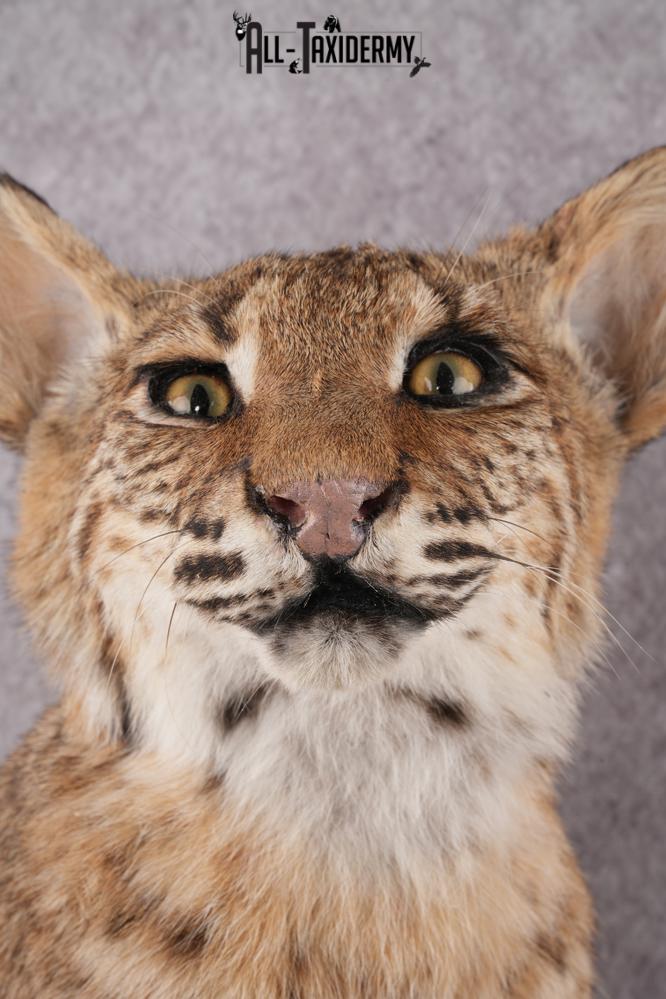 Bobcat Bust Taxidermy Mount SKU 2958 - Image 5