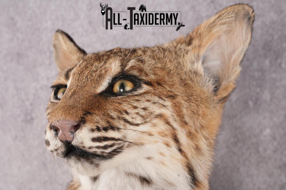 Bobcat Bust Taxidermy Mount SKU 2958 - Image 4
