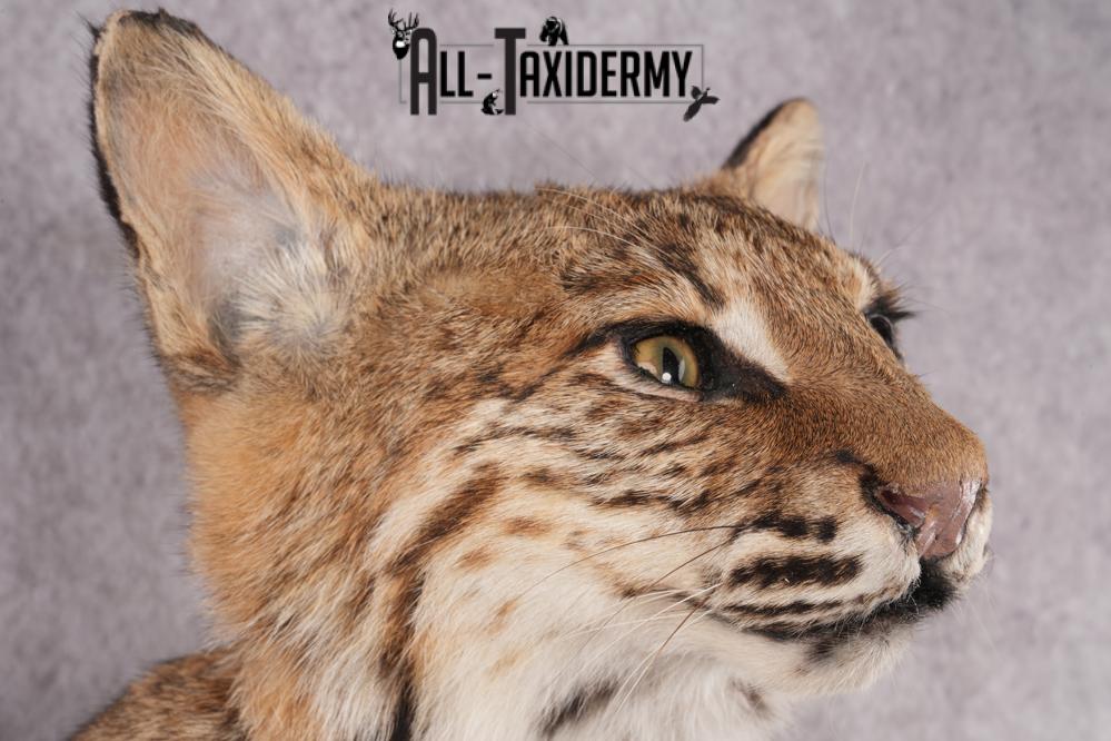 Bobcat Bust Taxidermy Mount SKU 2958 - Image 3