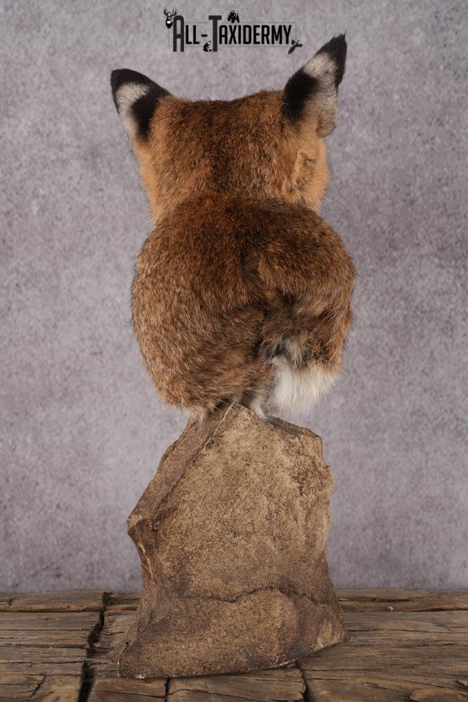Bobcat Bust Taxidermy Mount SKU 2958 - Image 2