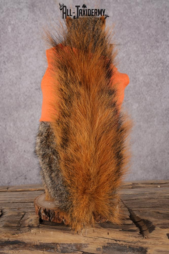 Hunting Squirrel with Rifle and Orange Vest SKU 2932 - Image 4