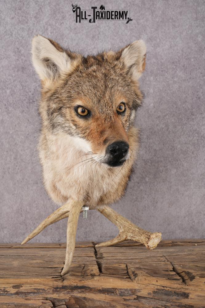 Coyote Shoulder Mount Bust SKU 2925