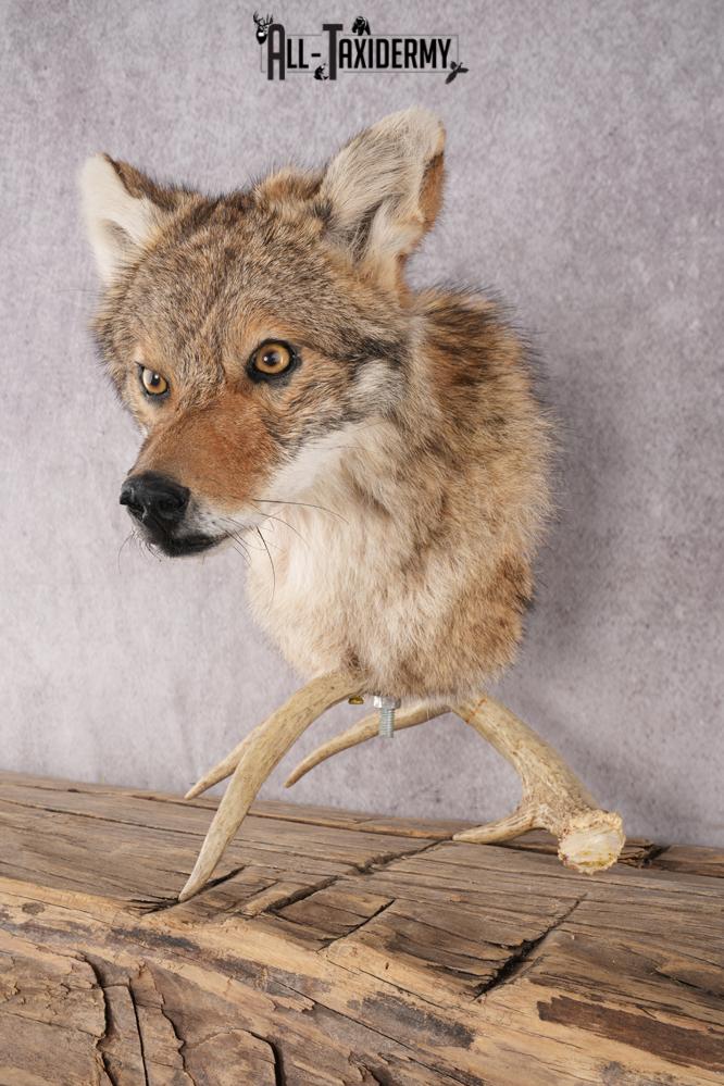 Coyote Shoulder Mount Bust SKU 2925 - Image 4