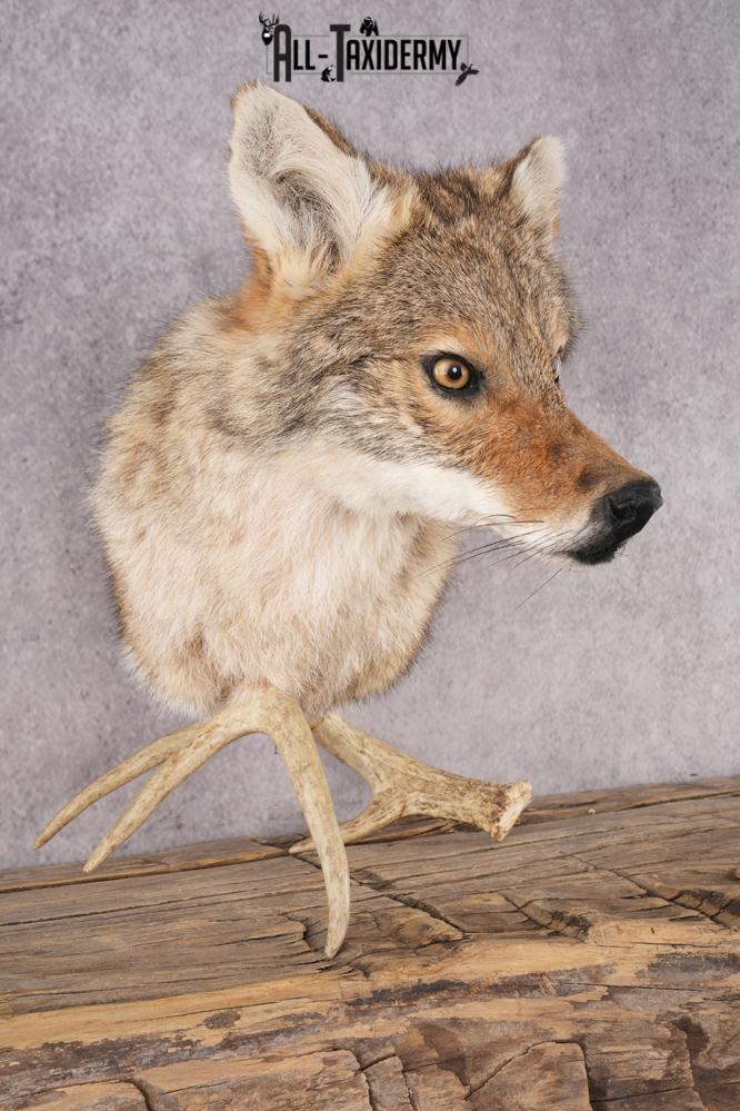 Coyote Shoulder Mount Bust SKU 2925 - Image 3