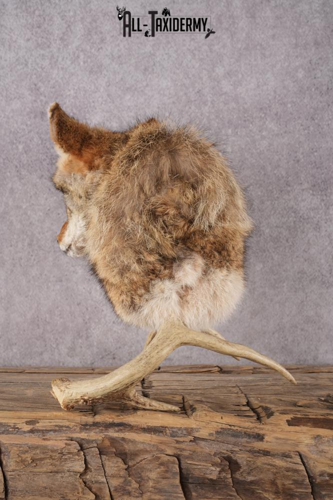 Coyote Shoulder Mount Bust SKU 2925 - Image 2