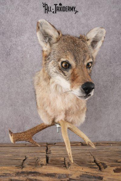 Coyote Shoulder Mount Bust SKU 2924