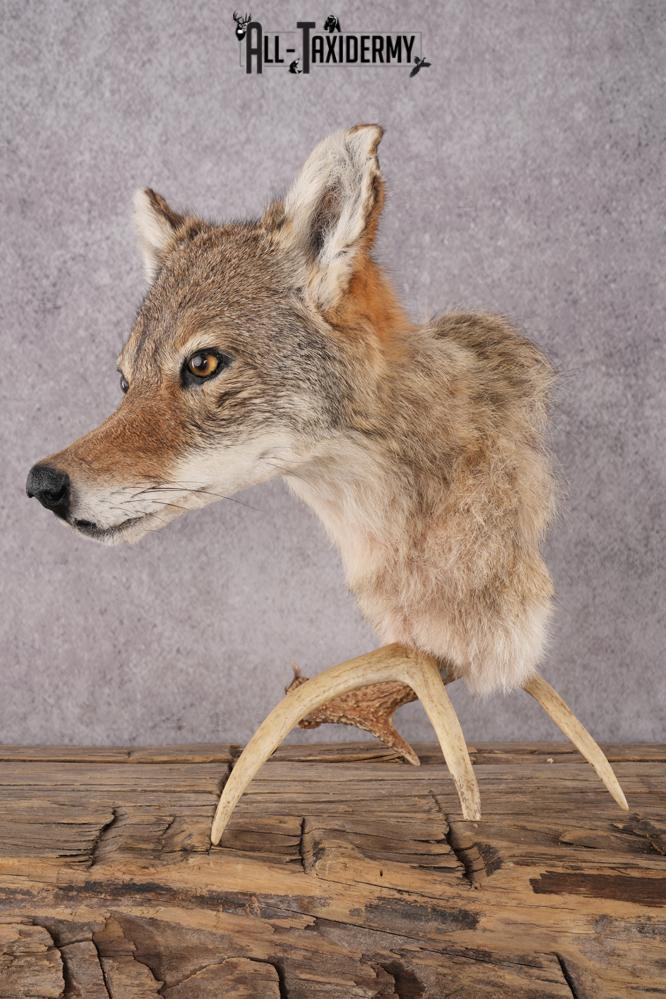 Coyote Shoulder Mount Bust SKU 2924 - Image 4