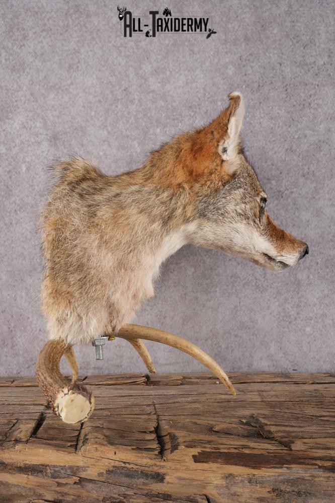Coyote Shoulder Mount Bust SKU 2924 - Image 2