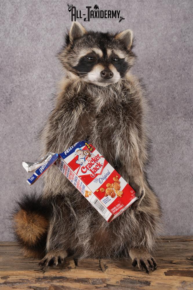 Cracker Jack Raccoon SKU 2922