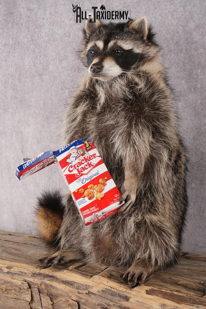 Cracker Jack Raccoon SKU 2922 - Image 6