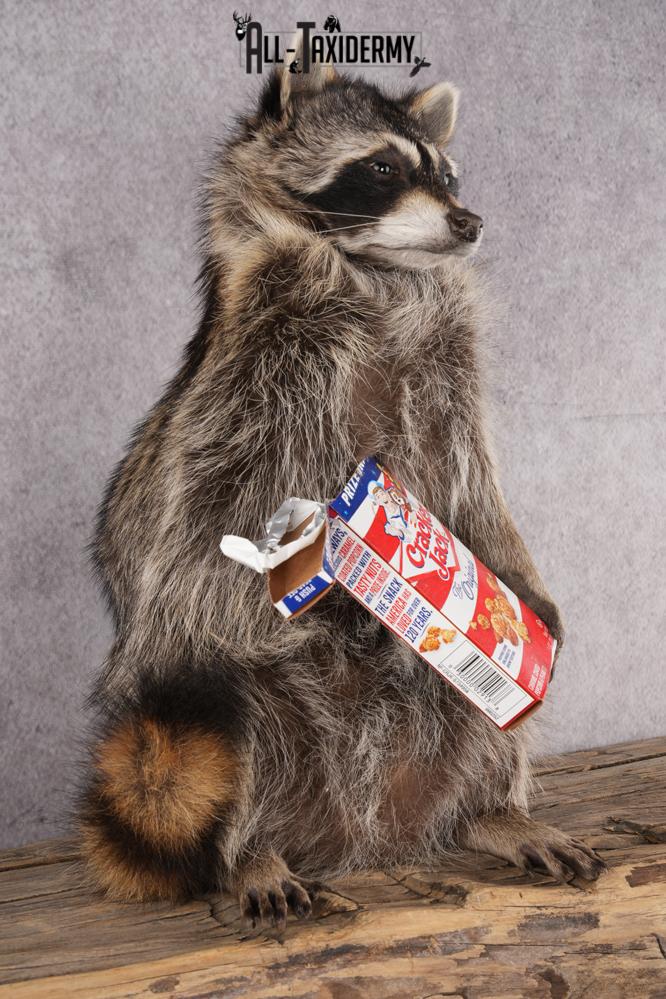 Cracker Jack Raccoon SKU 2922 - Image 5
